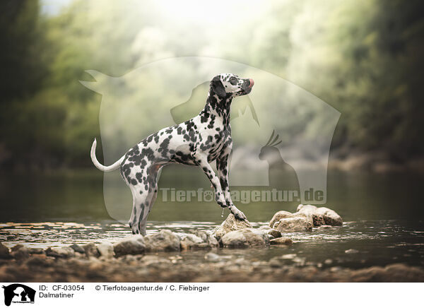 Dalmatiner / Dalmatian / CF-03054
