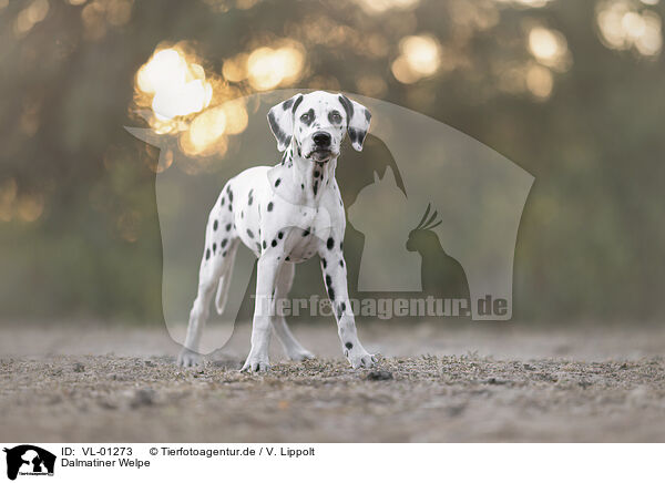 Dalmatiner Welpe / DalmatianPuppy / VL-01273