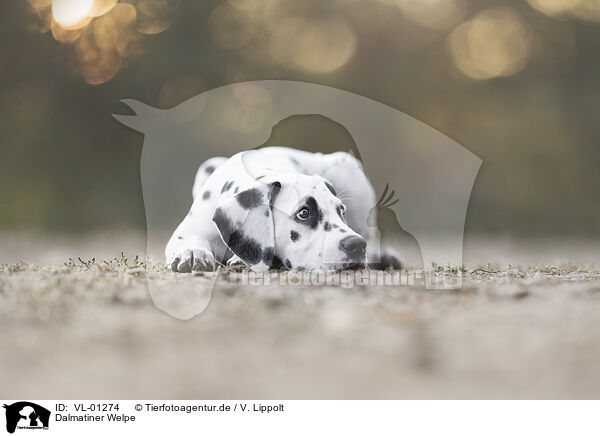 Dalmatiner Welpe / DalmatianPuppy / VL-01274