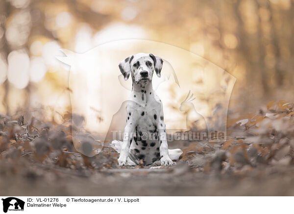 Dalmatiner Welpe / DalmatianPuppy / VL-01276