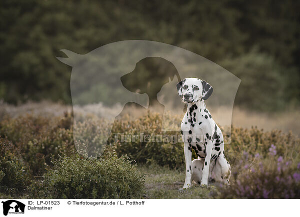 Dalmatiner / Dalmatian / LP-01523