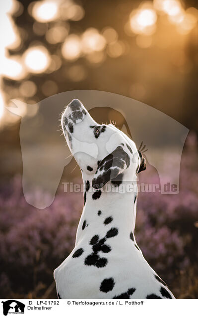 Dalmatiner / Dalmatian / LP-01792