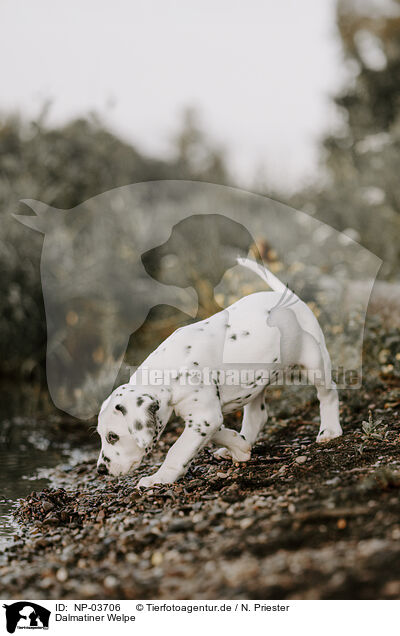 Dalmatiner Welpe / Dalmatian Puppy / NP-03706