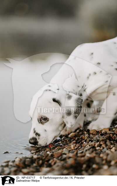 Dalmatiner Welpe / Dalmatian Puppy / NP-03717