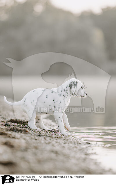 Dalmatiner Welpe / Dalmatian Puppy / NP-03719