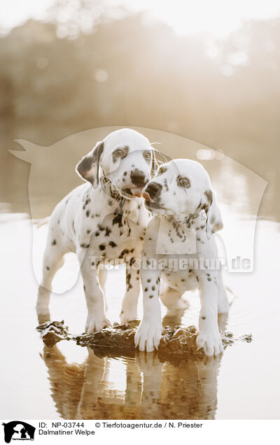 Dalmatiner Welpe / Dalmatian Puppy / NP-03744