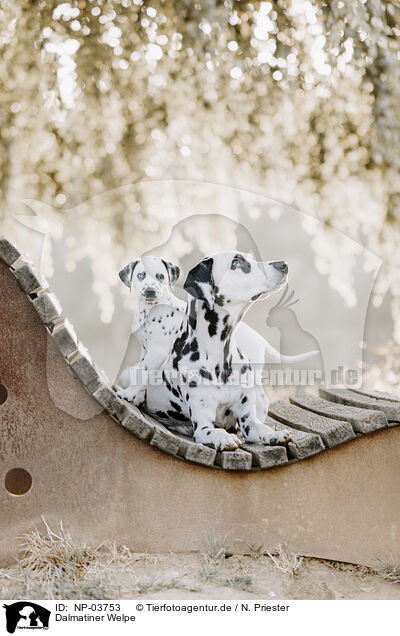 Dalmatiner Welpe / Dalmatian Puppy / NP-03753