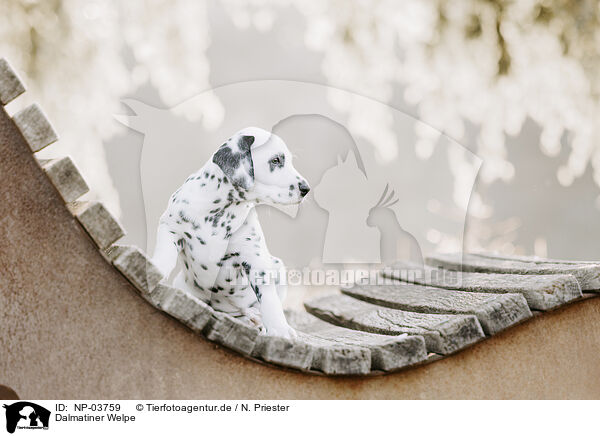 Dalmatiner Welpe / Dalmatian Puppy / NP-03759