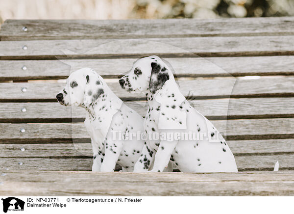 Dalmatiner Welpe / Dalmatian Puppy / NP-03771