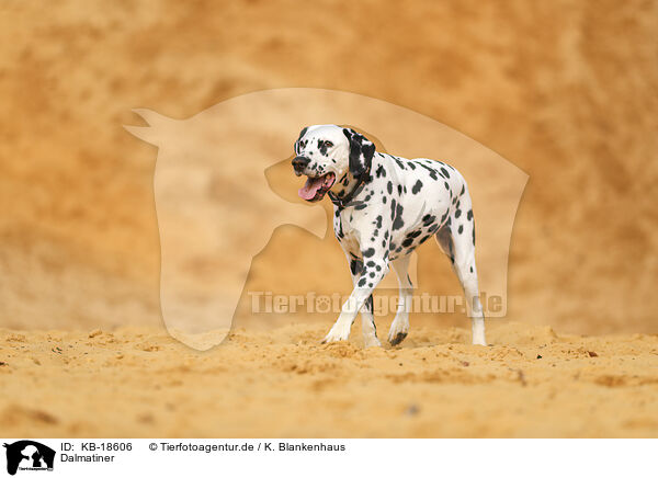 Dalmatiner / Dalmatian / KB-18606