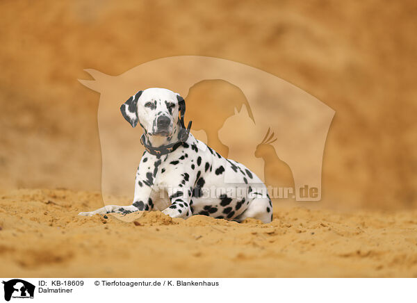 Dalmatiner / Dalmatian / KB-18609