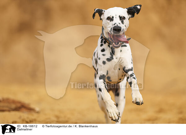 Dalmatiner / Dalmatian / KB-18612