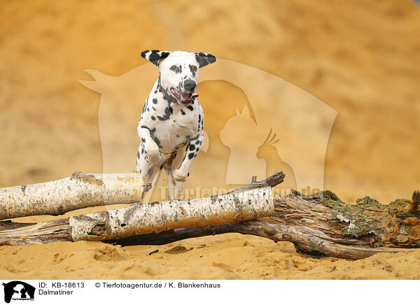 Dalmatiner / Dalmatian / KB-18613