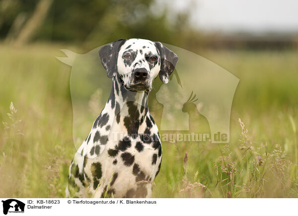 Dalmatiner / Dalmatian / KB-18623