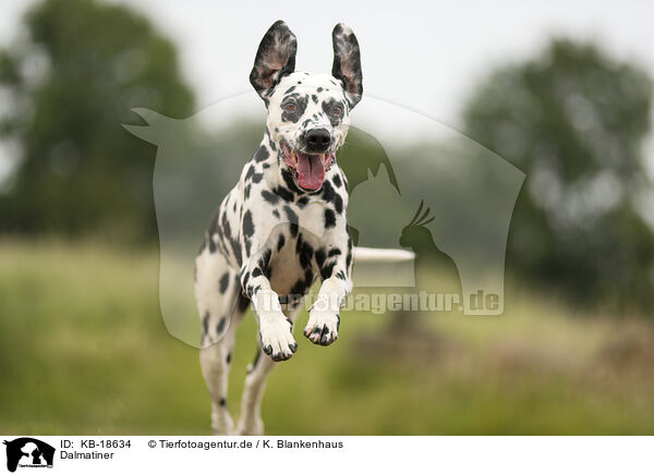Dalmatiner / Dalmatian / KB-18634
