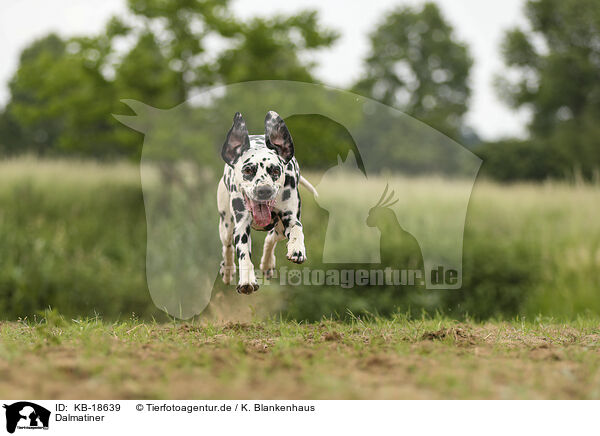 Dalmatiner / Dalmatian / KB-18639
