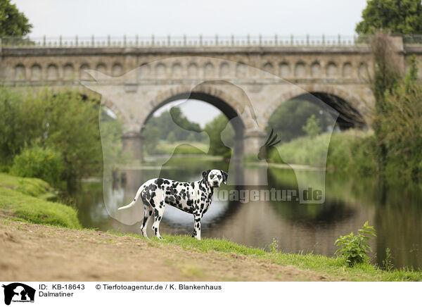 Dalmatiner / Dalmatian / KB-18643