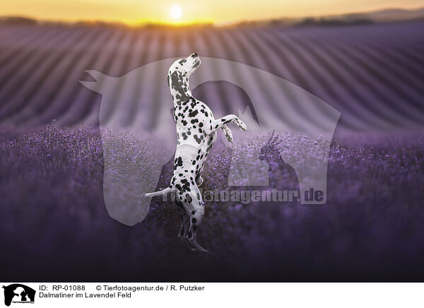 Dalmatiner im Lavendel Feld / Dalmatian in a lavender field / RP-01088