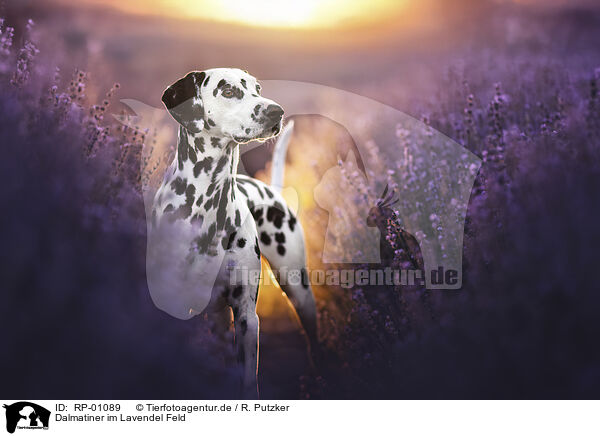 Dalmatiner im Lavendel Feld / RP-01089
