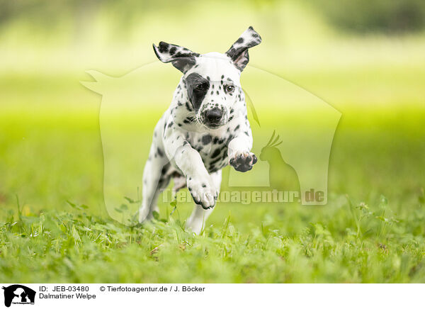 Dalmatiner Welpe / JEB-03480