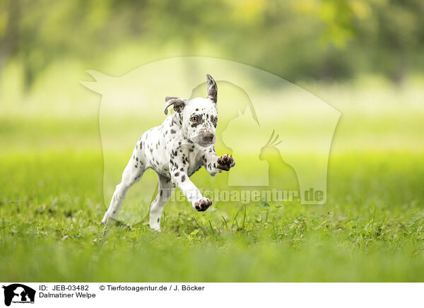 Dalmatiner Welpe / JEB-03482