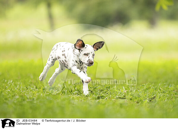 Dalmatiner Welpe / JEB-03484