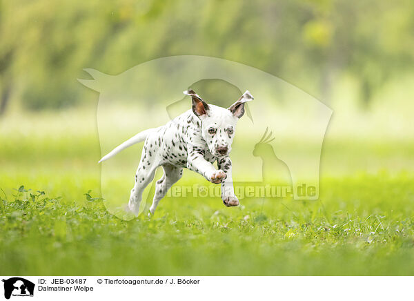 Dalmatiner Welpe / JEB-03487