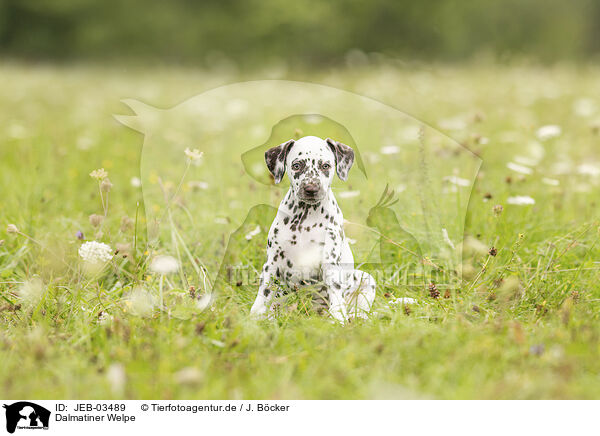 Dalmatiner Welpe / JEB-03489