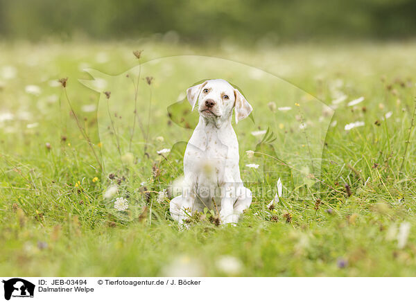Dalmatiner Welpe / JEB-03494