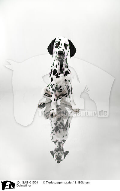 Dalmatiner / Dalmatian / SAB-01504