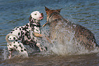 spielende Hunde