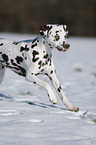 Dalmatiner im Winter