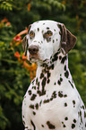 Dalmatiner Portrait