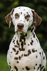 Dalmatiner Portrait
