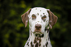 Dalmatiner Portrait