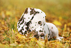 Dalmatiner Welpe