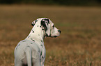 Dalmatiner Portrait