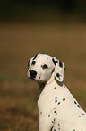 Dalmatiner Portrait