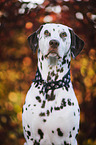 Dalmatiner Portrait