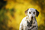 Dalmatiner Portrait