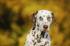Dalmatiner Portrait