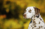 Dalmatiner Portrait
