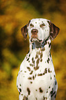 Dalmatiner Portrait