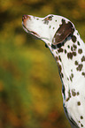 Dalmatiner Portrait