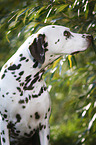 Dalmatiner Portrait