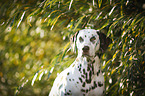Dalmatiner Portrait