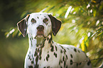 Dalmatiner Portrait