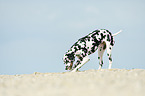 buddelnder Dalmatiner