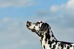 Dalmatiner Portrait
