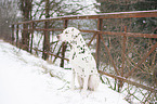 Dalmatiner im Schnee